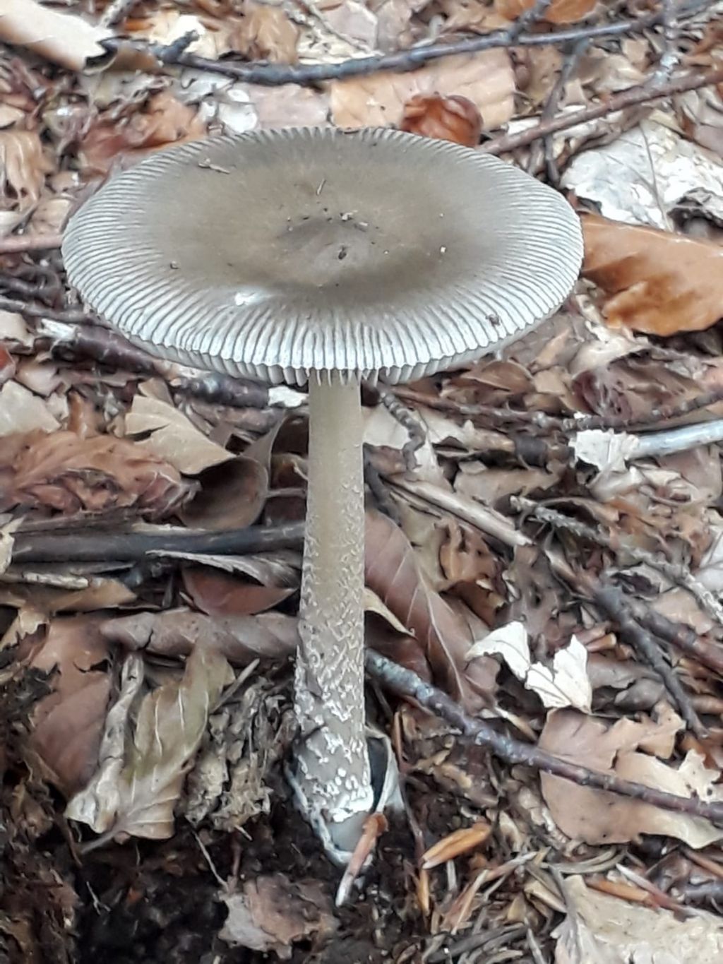Amanita submembranacea???